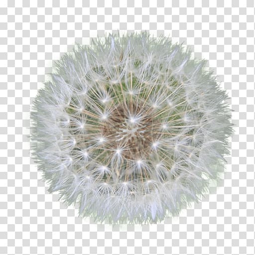 Dandelion Flower , dandelion seeds transparent background PNG clipart