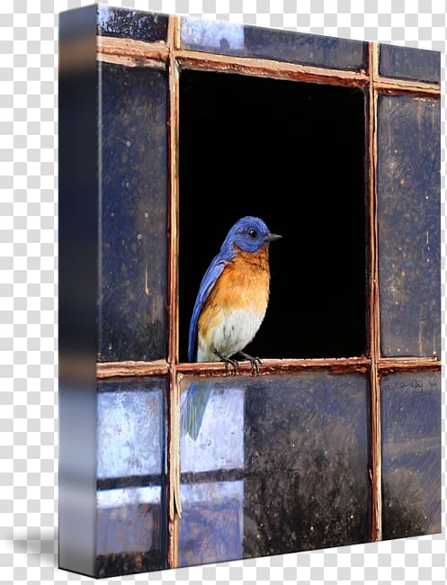 Eastern bluebird Mountain bluebird Bluebird of happiness Window, Eastern Bluebird transparent background PNG clipart