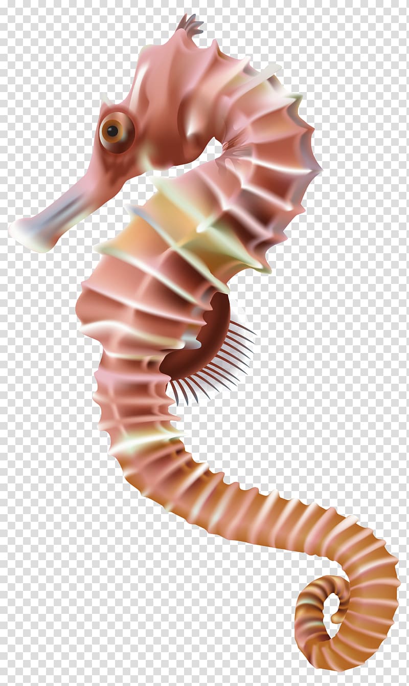 pink seahorse illustration, Seahorse Leafy seadragon , Seahorse transparent background PNG clipart