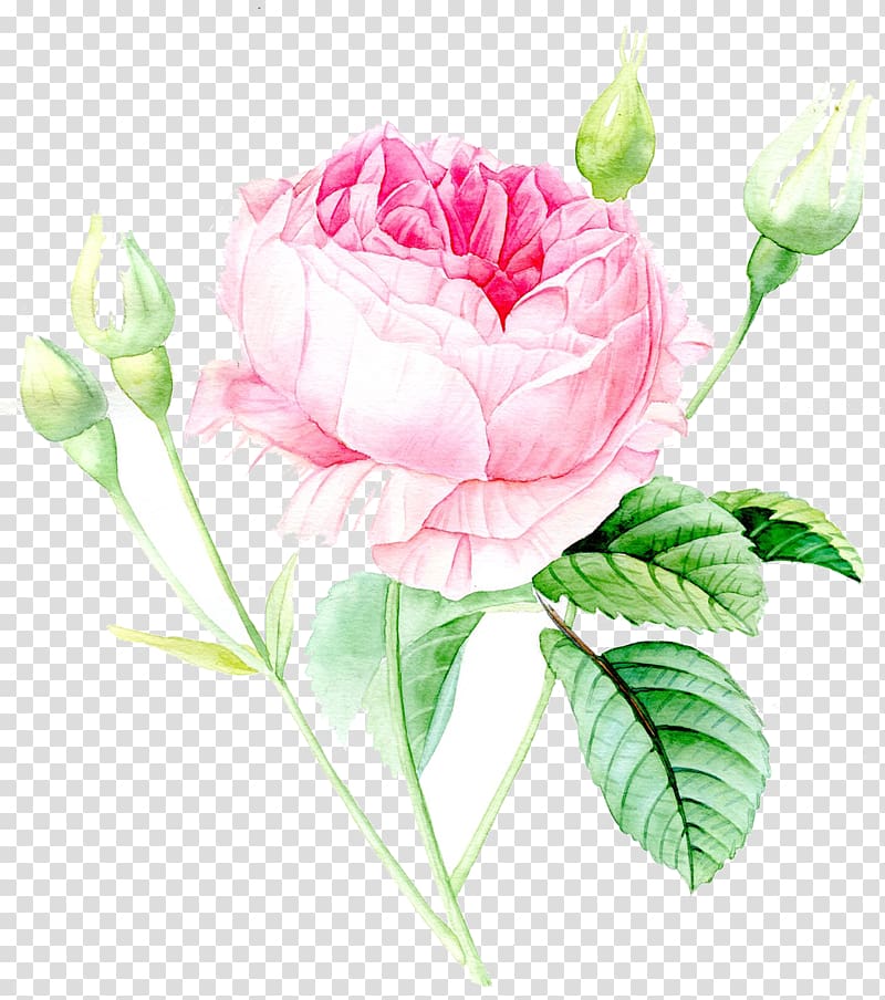 Garden roses Watercolor painting Watercolour Flowers Drawing, watercolor dahlia transparent background PNG clipart