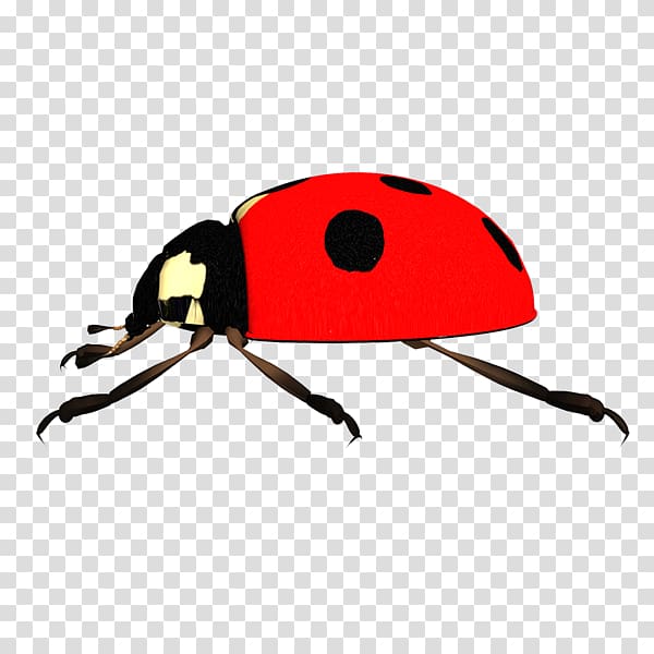 Ladybird beetle , mariquitas transparent background PNG clipart