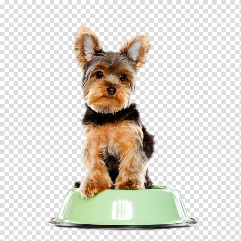 schnauzer dog transparent background PNG clipart