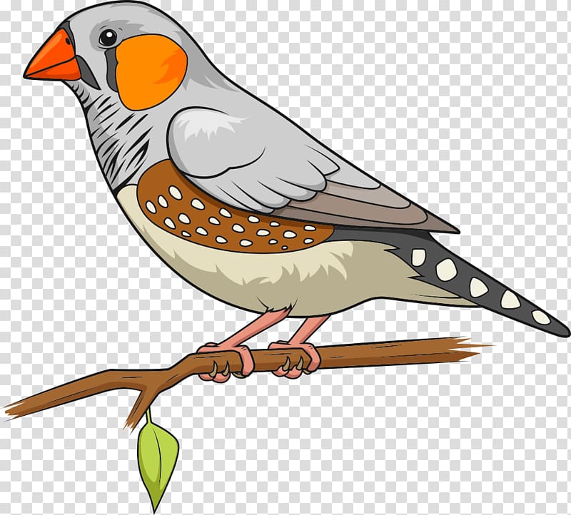 Bird Zebra finch The Greatest Dot-To-Dot Adventure Book 2 Connect the dots, colored parrot transparent background PNG clipart
