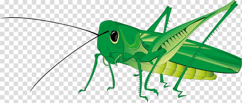Grasshopper transparent background PNG clipart