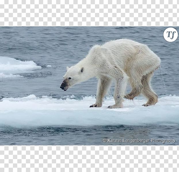 Baby Polar Bears Arctic Eurasian brown bear Walrus, graphe transparent background PNG clipart