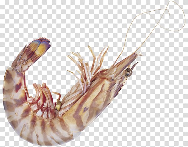 Decapoda Caridea Shrimp Seafood, Shrimp transparent background PNG clipart
