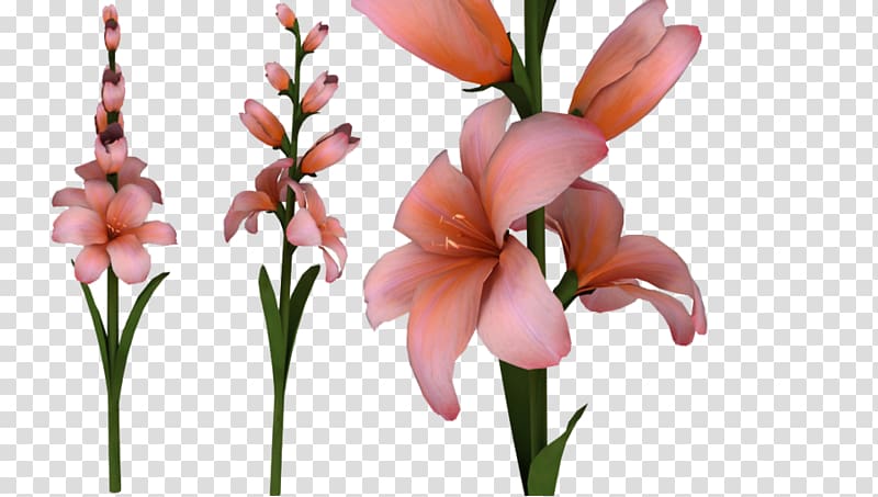 Gladiolus xd7gandavensis , Gladiolus HD transparent background PNG clipart