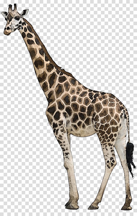 Neck pain Giraffe , giraffe transparent background PNG clipart
