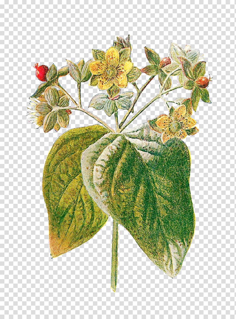 Perforate St John\'s-wort Hypericum androsaemum Familiar Wild Flowers Plant, botanical transparent background PNG clipart