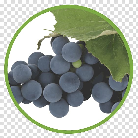 Concord grape Food Seedless fruit Grapevines, grape seed transparent background PNG clipart