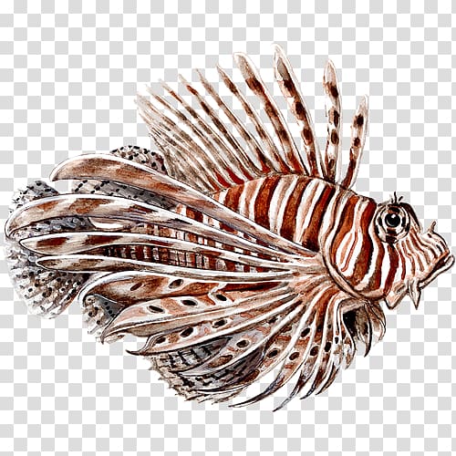 Red lionfish Spotfin lionfish, lion fish transparent background PNG clipart