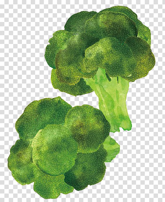 Broccoli Cartoon Illustrator Food Illustration, Cartoon Broccoli transparent background PNG clipart