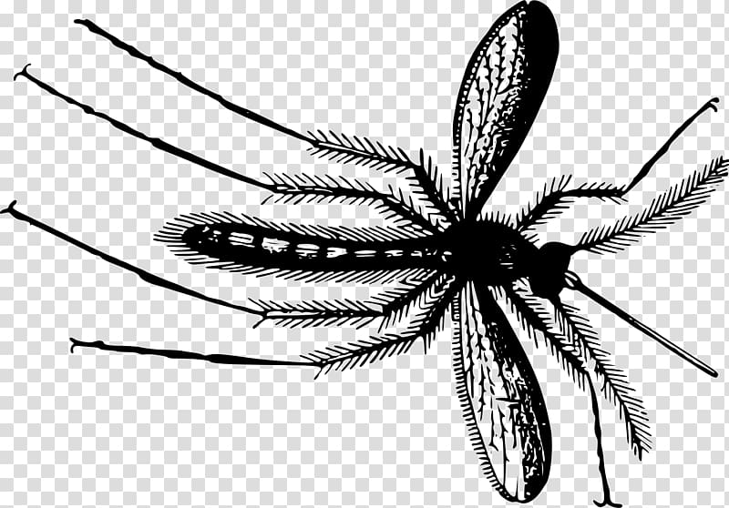 Mosquito Gnat , mosquito transparent background PNG clipart
