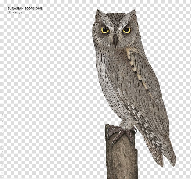 Great Grey Owl, Grey Owl transparent background PNG clipart