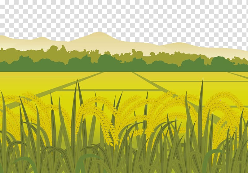 wheat grass illustration, Rice Euclidean Paddy Field Harvest, Paddy fields in the countryside transparent background PNG clipart
