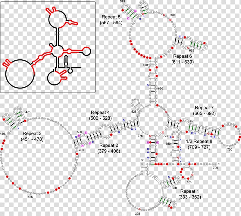 XIST X-inactivation Dosage compensation RNA Gene, others transparent background PNG clipart