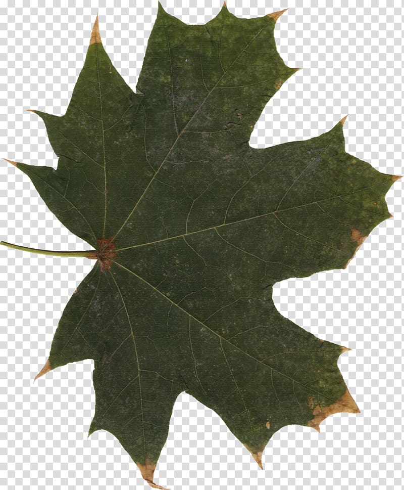 Maple leaf, 25 transparent background PNG clipart