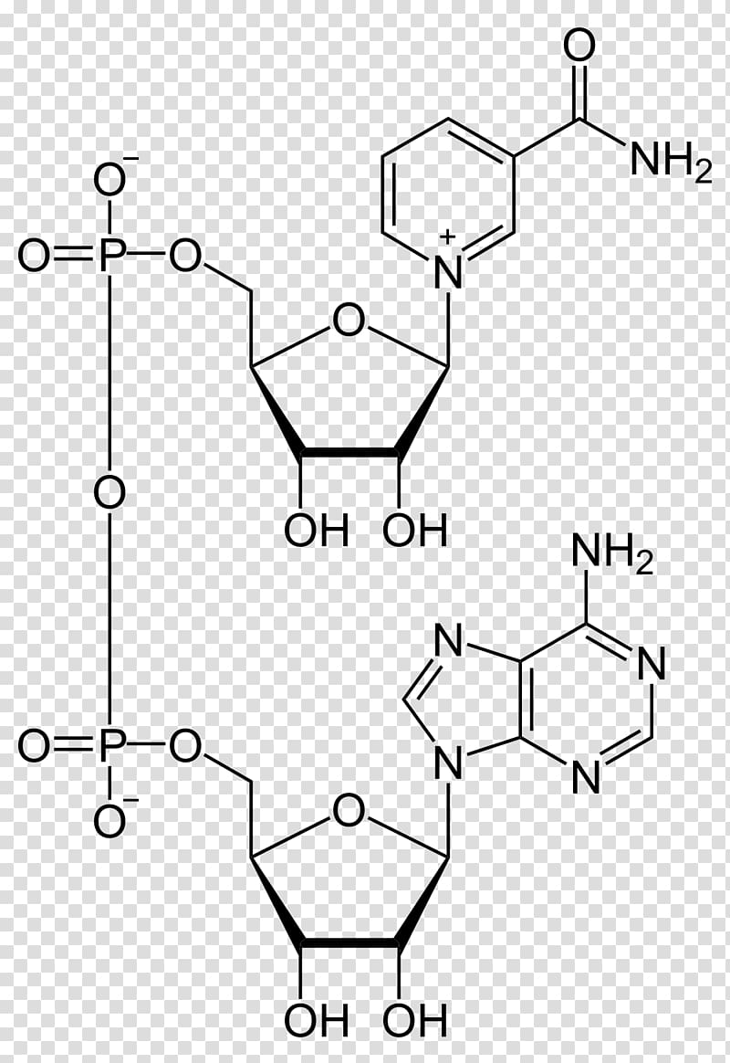 Nicotinamide adenine dinucleotide phosphate Cofactor, Glucose6phosphate Dehydrogenase transparent background PNG clipart