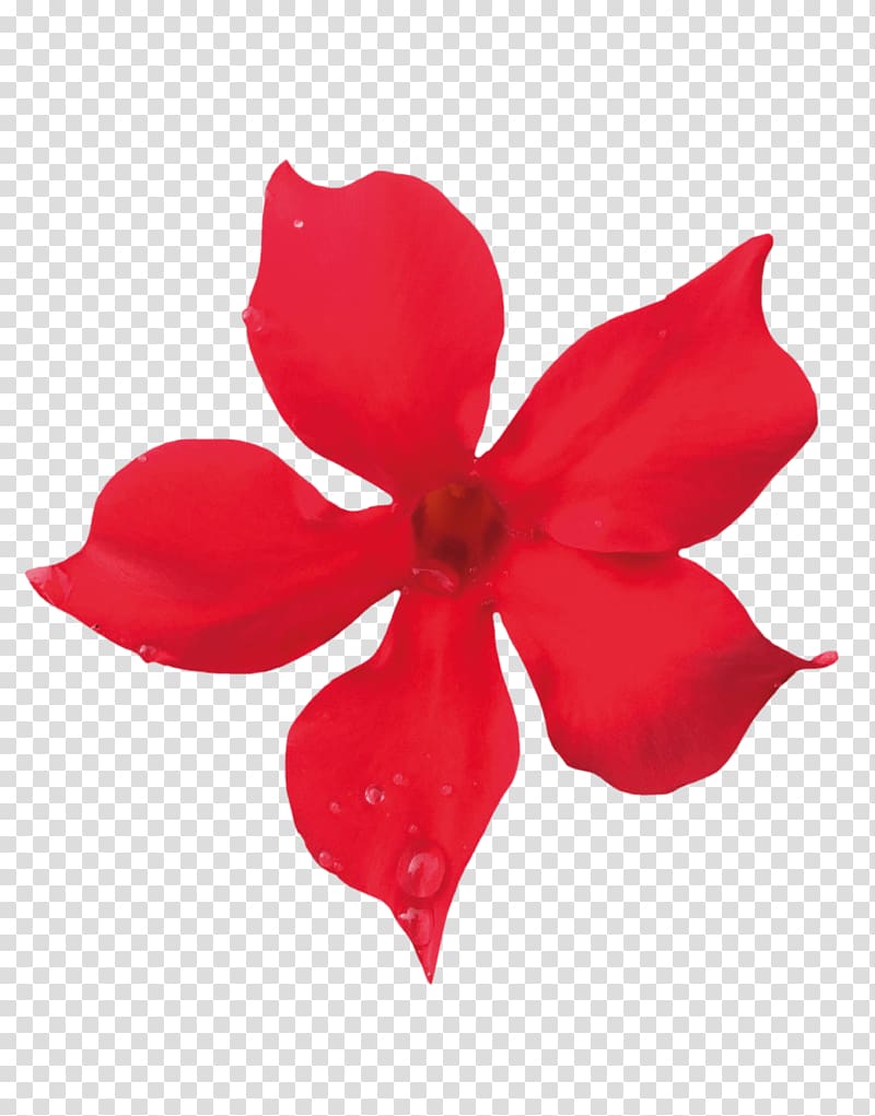 Flower Petal Rocktrumpet Red Color, flower petals transparent background PNG clipart