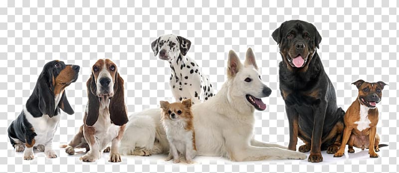 Basset hound, Chihuahua, white shepherd, Dalmatian, Rottweiler and pit bull, Rottweiler Bulldog Chihuahua Puppy , Cute dog transparent background PNG clipart