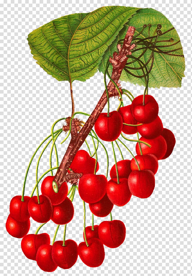 Cherry Fruit Blog Food , cherry transparent background PNG clipart