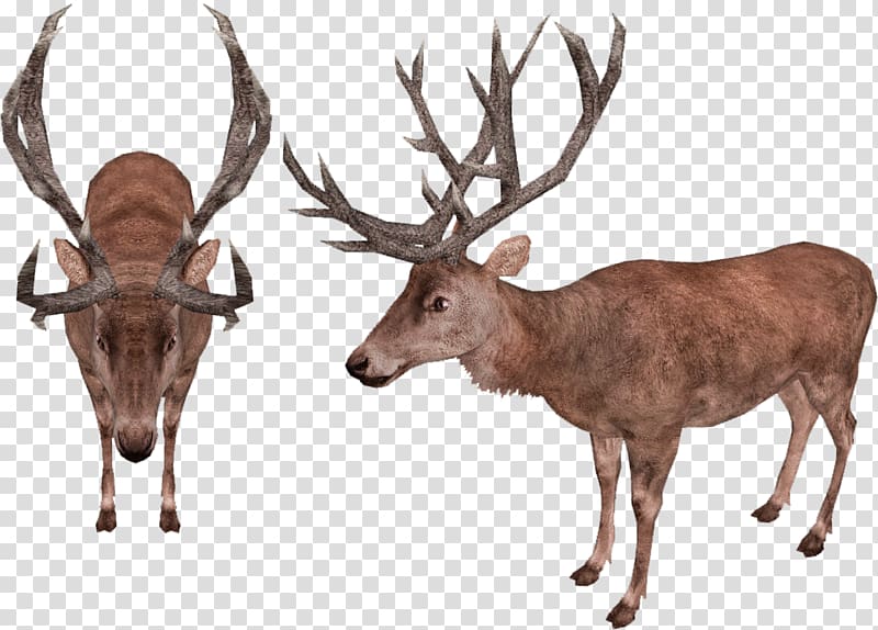 Zoo Tycoon 2 Reindeer Red deer Video game, Zoo Tycoon 2 transparent background PNG clipart