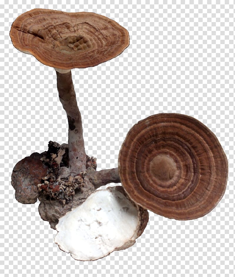 Shiitake Medicinal fungi Medicine Mushroom, mushroom transparent background PNG clipart