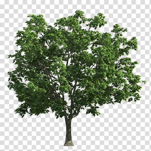 Norway maple Tree, tree transparent background PNG clipart