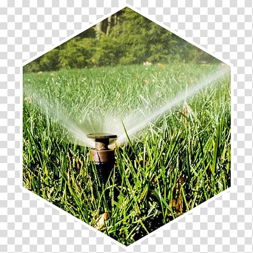 Irrigation sprinkler Crop Lawn Grasses, others transparent background PNG clipart