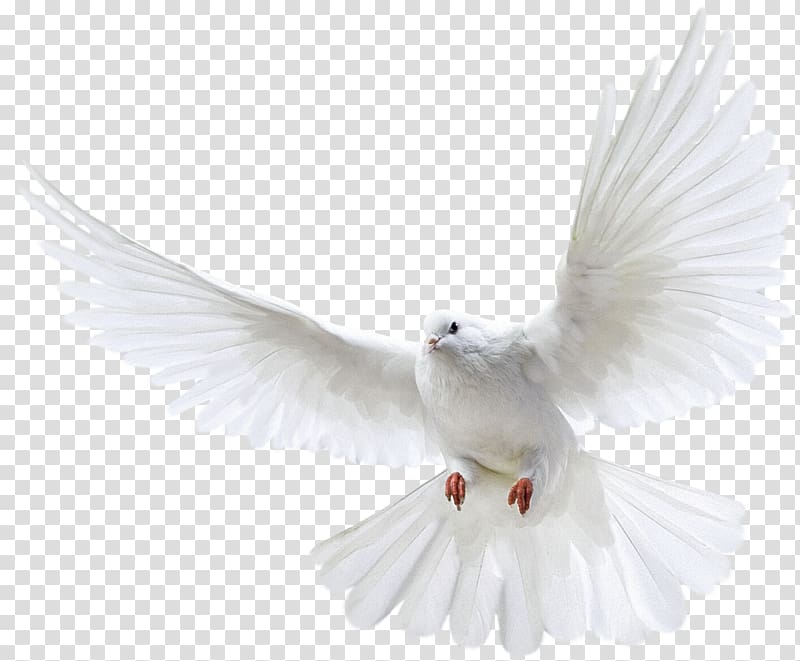 Pigeons and doves Homing pigeon Portable Network Graphics Bird Flight, Bird transparent background PNG clipart