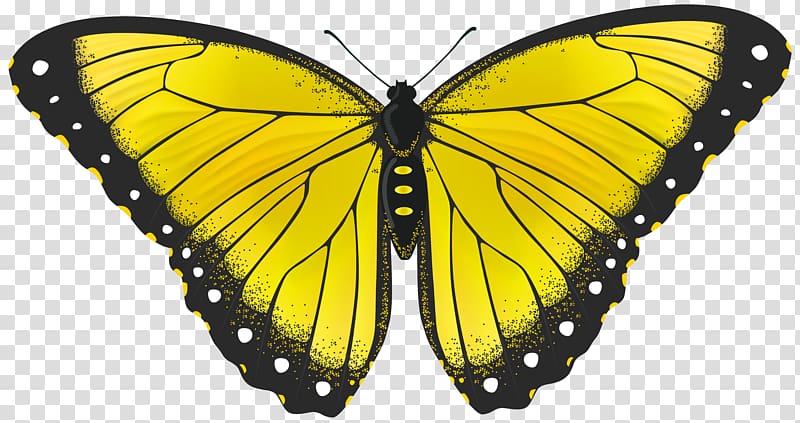 yellow and black butterfly illustration, Butterfly Yellow , Yellow Butterfly transparent background PNG clipart