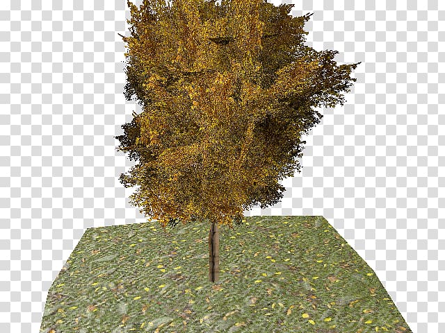 Evergreen Leaf Ginkgo biloba Tree, Leaf transparent background PNG clipart