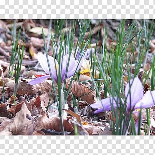 Crocus Flowering Bulbs alt attribute Terra Ceia Farms Plant, crocus transparent background PNG clipart