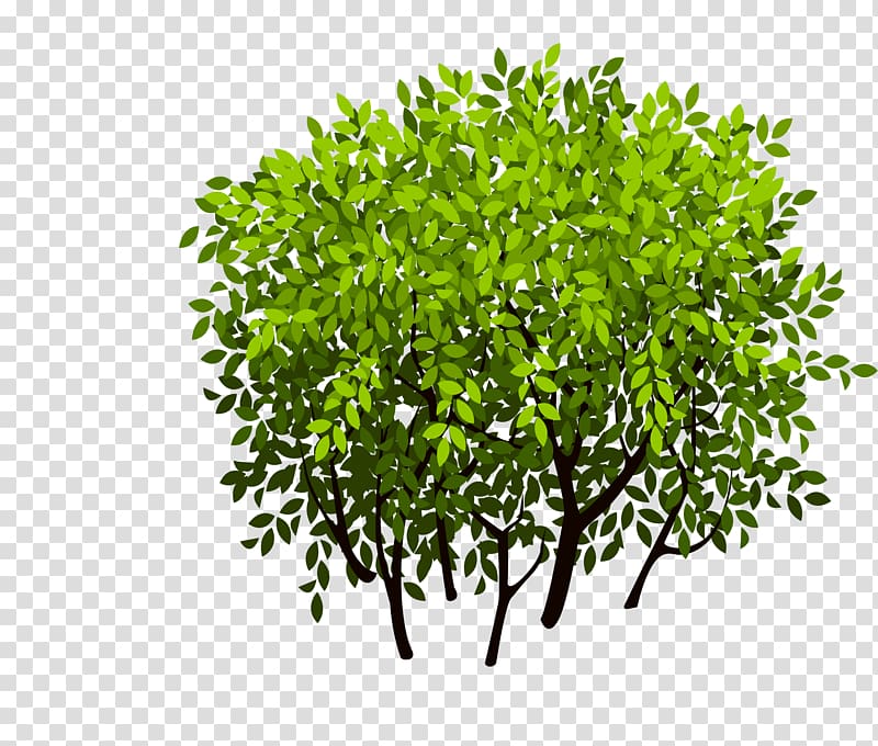 Shrub Tree Leaf, Bush transparent background PNG clipart