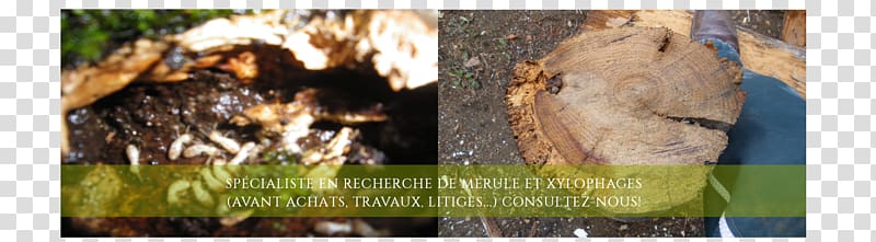 Mérule Serpula lacrymans Ksülofaag Rouen Lumber, others transparent background PNG clipart