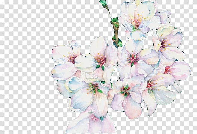 Cherry blossom Floral design, cherry transparent background PNG clipart
