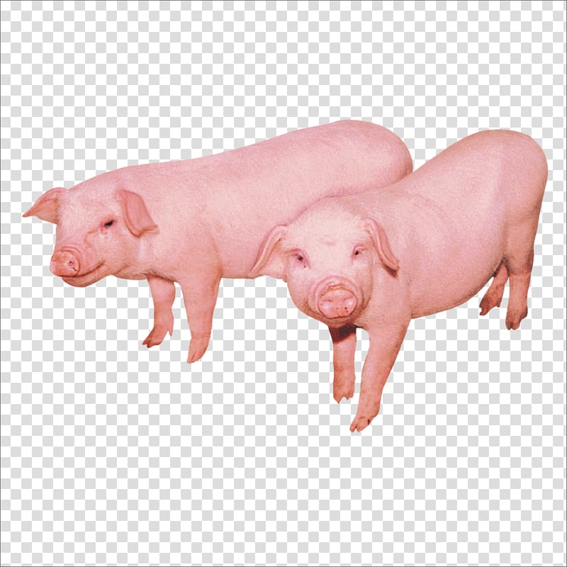 Domestic pig Cattle Sheep Chicken Duck, pig transparent background PNG clipart