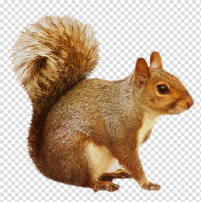 Squirrel , Brown Squirrel, brown squirrel transparent background PNG clipart