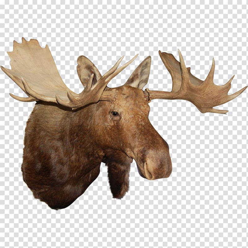 Reindeer Antler Alaska moose Elk, Antler transparent background PNG clipart