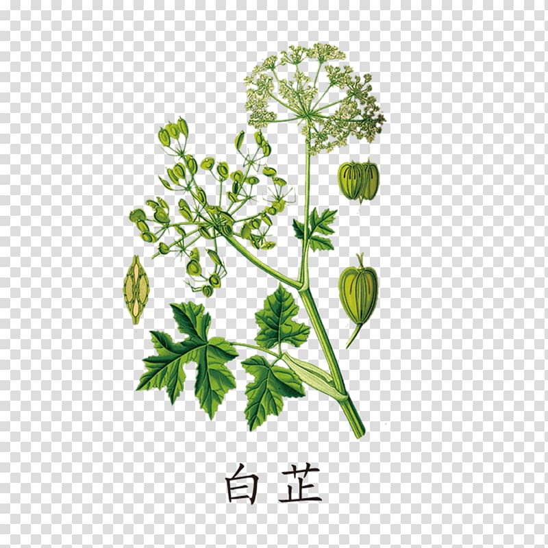 Heracleum persicum Giant hogweed Heracleum maximum Wild celery, Green Angelica transparent background PNG clipart