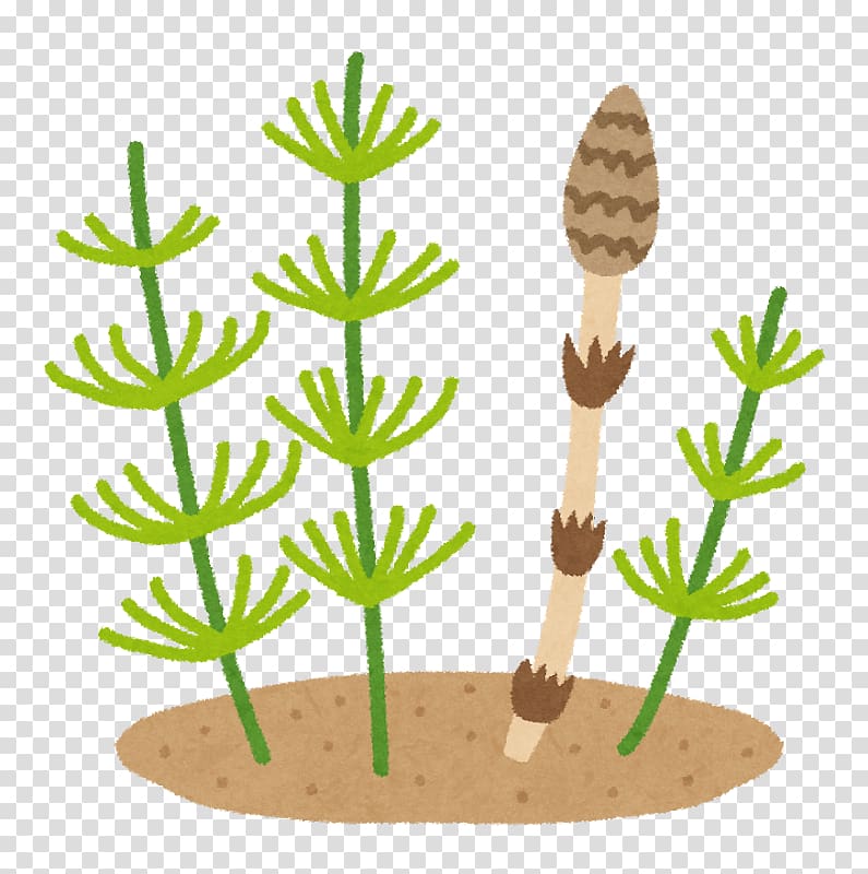Field horsetail Food かしわ地域若者サポートステーション Child, others transparent background PNG clipart