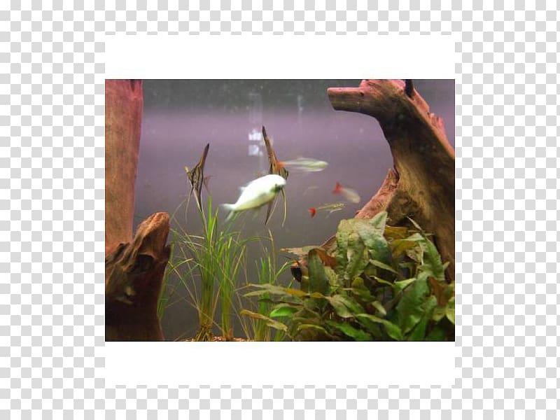 Aquariums Ecosystem Fauna Fresh water, cristal lamp transparent background PNG clipart