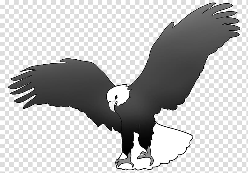 Bald Eagle Black and white Black-and-white hawk-eagle, eagle transparent background PNG clipart