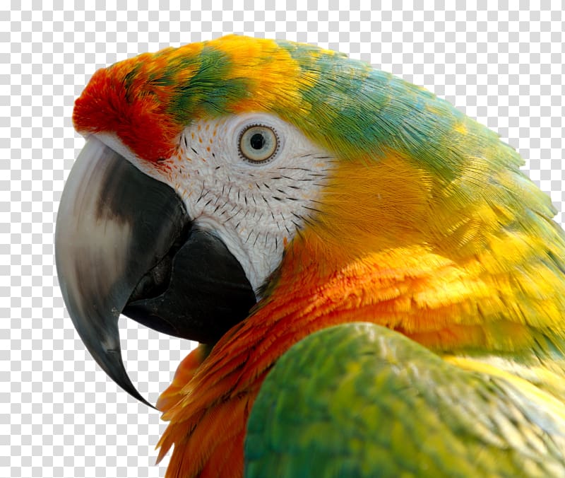 Parrot Bird Blue-and-yellow macaw Scarlet macaw, Macaw transparent background PNG clipart