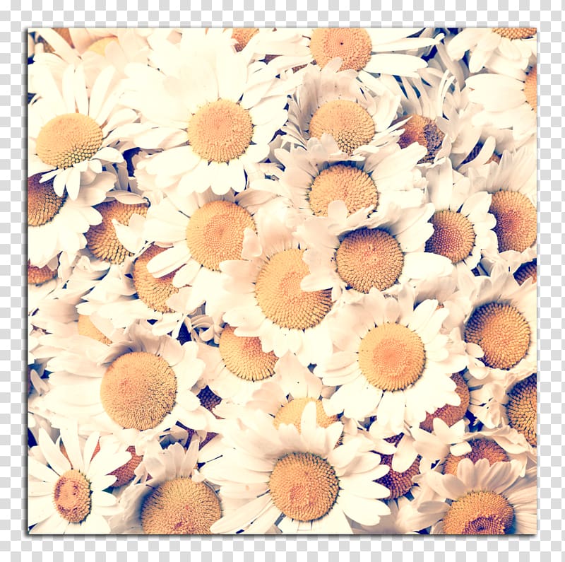Yellow Orange Emizo s.r.o. Flower Apartment, chamomile transparent background PNG clipart
