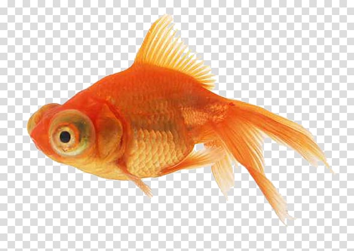 orange fish, Angelfish Goldfish, Orange goldfish transparent background PNG clipart