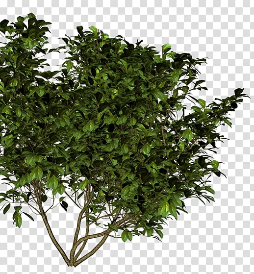 Painting Shrub Common ninebark Flower Branch, painting transparent background PNG clipart