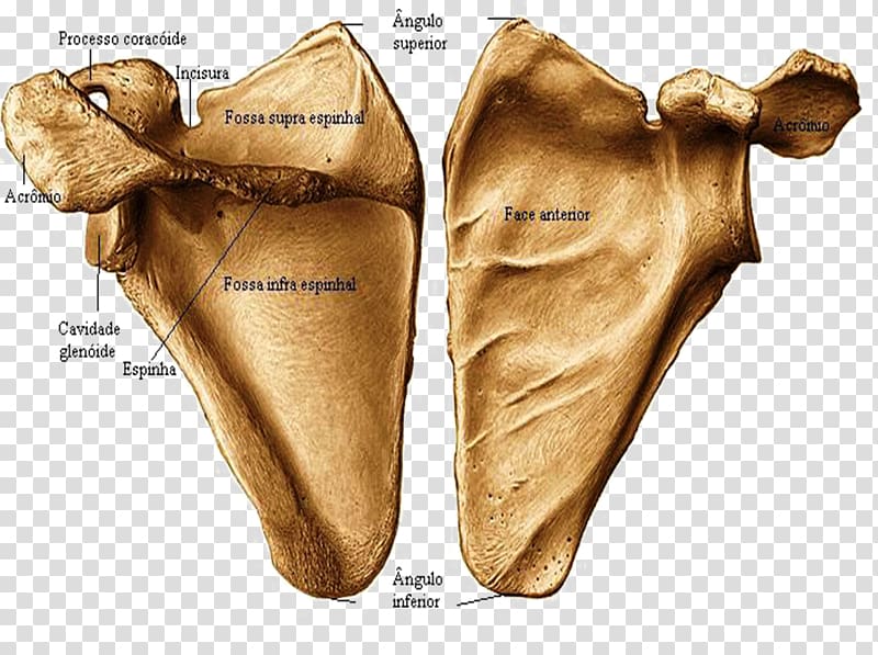 Scapula Frontal bone Anterior Joint, figura humana transparent background PNG clipart