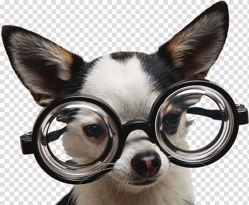 Chihuahua Puppy Glasses Dog training Dog breed, chien transparent background PNG clipart