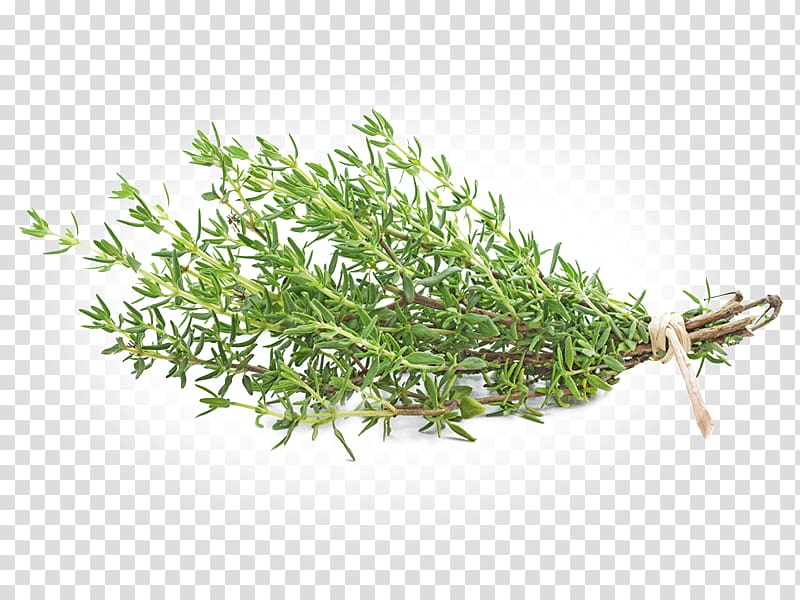 Garden Thyme Herb Tea Thymus citriodorus, tea transparent background PNG clipart